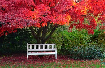 White wooden bench under Downy Japanese Maple