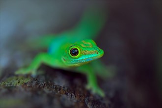 Small Seychelles day gecko