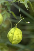 Balloon plant