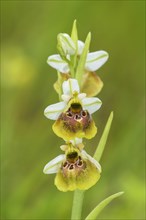 Late spider orchid