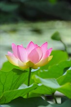 Indian lotus