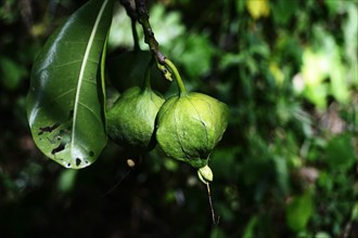 Fruits