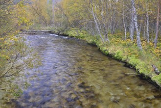 River in birch forest in autumn