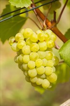 Noble grapevine