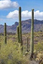 Saguaro Cacti
