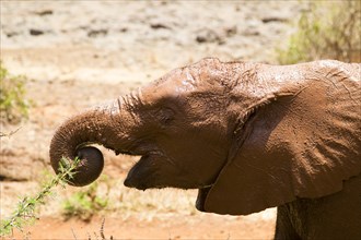 Young orphan african elephant