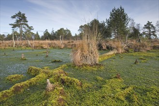 Moor landscape with peat mosses
