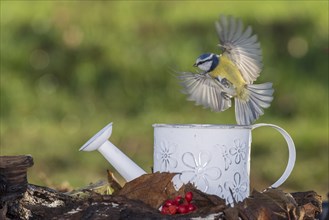 Blue tit