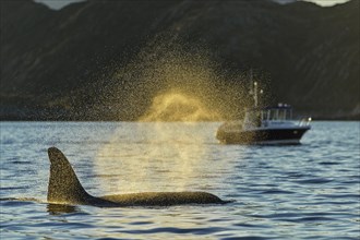 Orca or killer whale