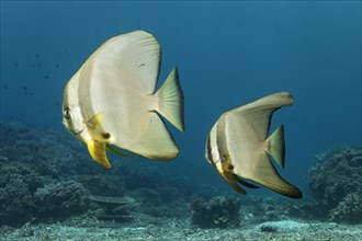 Teira batfish