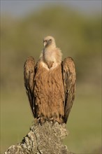 Griffon vulture