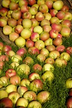 Apple harvest