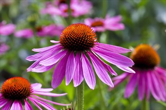 Narrow-leaved purple coneflower