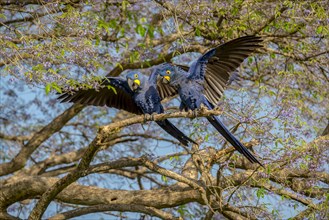 Hyacinth macaws