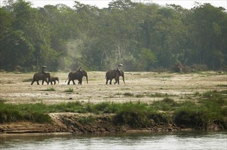 Morning elephant ride on the Rapti River