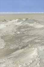 Foredunes with sand drifts