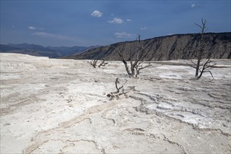 Dead trees standing in mineral deposits