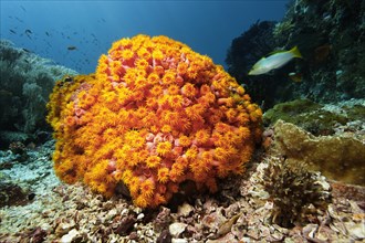 Orange cup coral