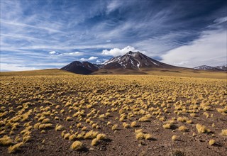 Andean Plain