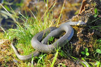 Grass snake