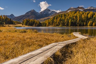 Autumnal discoloured Larches