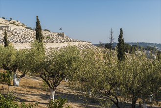 Graves behind Olive Grove