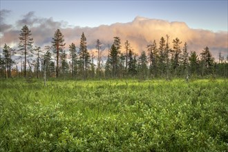 Pine forest with pink clouds in wetland