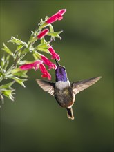 Purple-throated woodstar