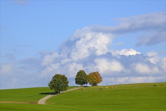 Country road through meadow landscape