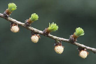 Male flowers of larch