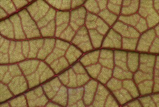 Mesh-like leaf veining