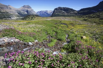 Blossoming wildflowers and mountain landscape at Hidden Lake Trail