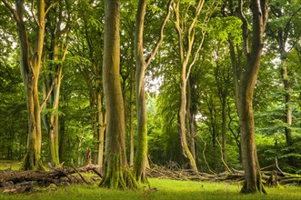 Old beech forest