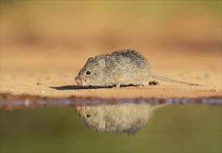 Hispid Cotton Rat