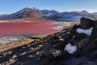 Laguna Colorada with red water by high algae content