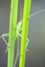 Saga pedo bush cricket