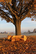 Bench carved into cow shape under Norway maple