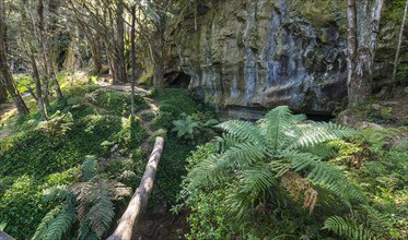 Forest with ferns