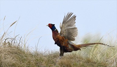 Courting pheasant