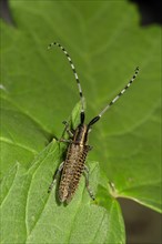 Golden-bloomed grey longhorn beetle