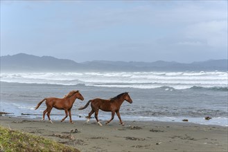 Horses at the beach