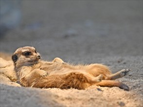 Meerkat or suricate