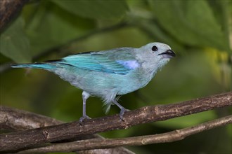 Blue-gray tanager