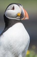 Puffin