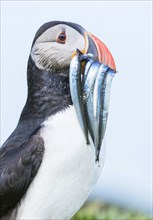 Puffin