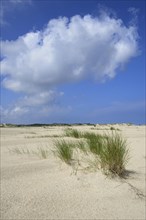 Dune landscape with European marram grass