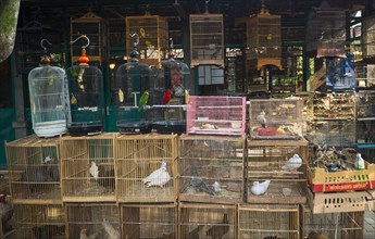 Bird cages with birds at sales stall