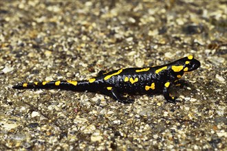 Fire salamander