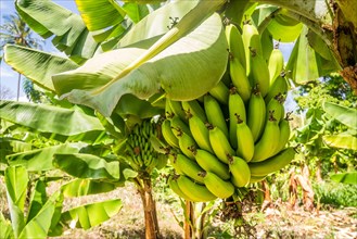 Closeup of giant cavendish banana bunch on the plantation