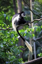 Angola colobus